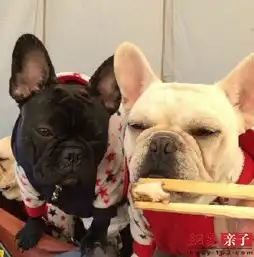萌娃萌宠相遇记奶爸的坑娃之旅