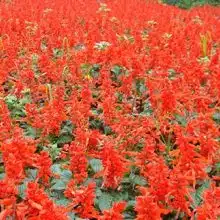 青州市志合花卉苗木园艺场