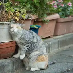 一口气看这么多猫片好紧张啊