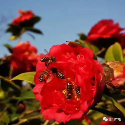 你好,春天厦门71个公园恢复开放做好防护赏春去