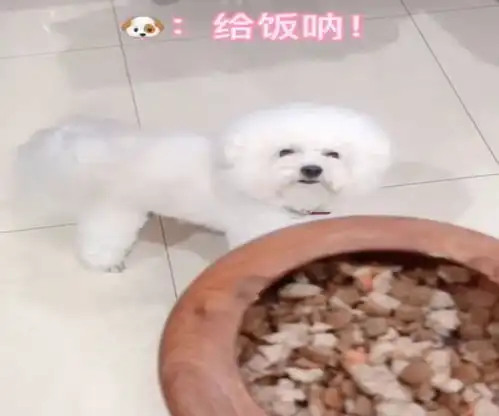 铲屎官拿着饭碗不动,没想到惹怒了狗子,遭到了狗子鄙视