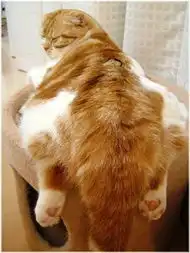 猫咪bobohoesdlifewow尽在生活易wow方便分享结婚及生活资讯forum个人blog分享share社交网站,建立好友群组私房小圈子讨论区wow.esdlife.com