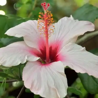 芙蓉花微信头像图片送给酷爱花朵的朋友们