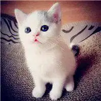 超萌小猫图片头像奶萌可爱小猫头像微信头像图片大全