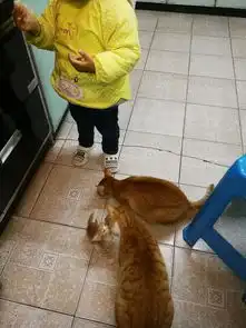 小橘猫小老虎