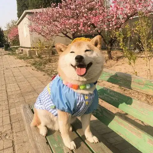 这么可爱的萌宠情侣头像
