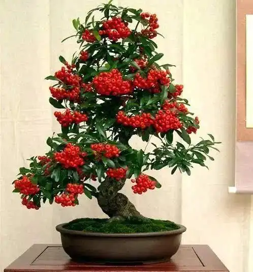 2种招财花,好养寓意好,养一盆花,家里黄金万两