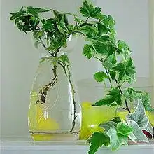 花花草草