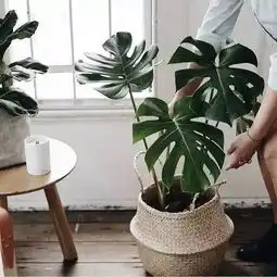 家有吸烟党请一定要看这些绿植能吸烟