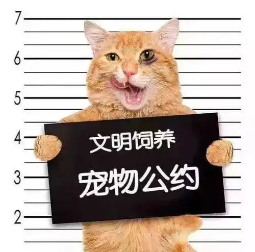 猫狗大战主人们对簿公堂法官调解双方化干戈为玉帛