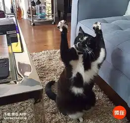 一只丧失了灵魂的猫,总是在做吾皇万岁的动作