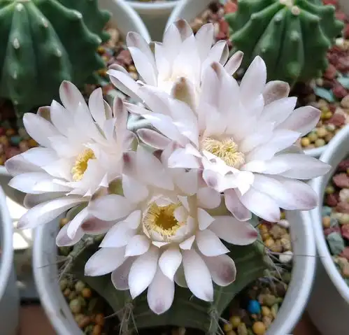 夏天养花,养棵瑞云牡丹吧,漂亮又好养的仙人球,三季有花开