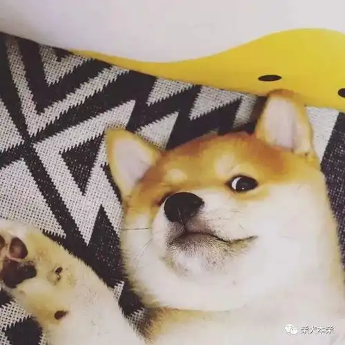 柴犬也会有压力快来了解一下吧