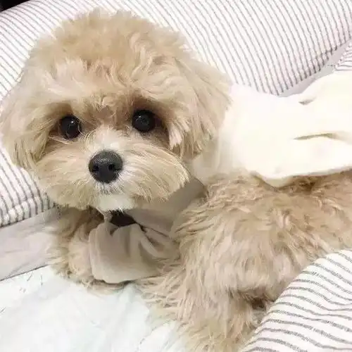 一波萌宠头像