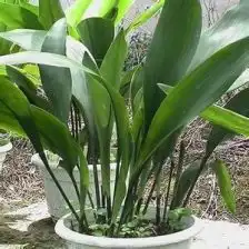 四季青绿植租摆