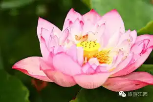 一朵莲花盛开在赣西,伊人你快来