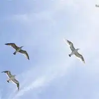 2019最火的自由飞翔动物微信头像