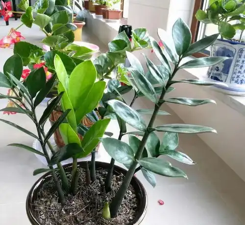 12种花,建议养一盆,不仅吸收废气,还有旺财添福的美好寓意