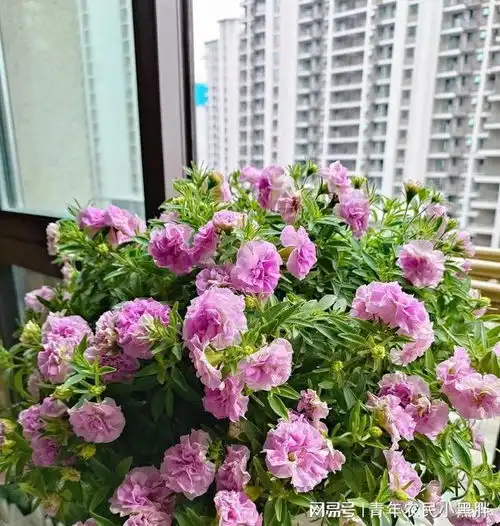 盆栽草花界的王者,花朵像牡丹,多季节开花,皮实且好养