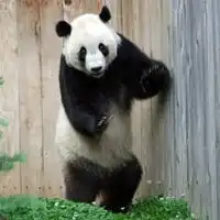 熊猫头像真实可爱图片贱萌熊猫qq头像大全