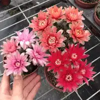 手残党也能养肥的桌面绿植安利
