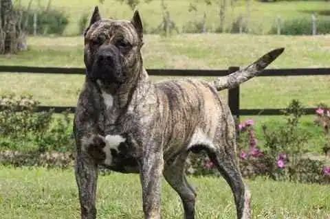 世界上最凶猛的犬,你想拥有那一只做宠物