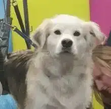 测试一个超长简介的文章