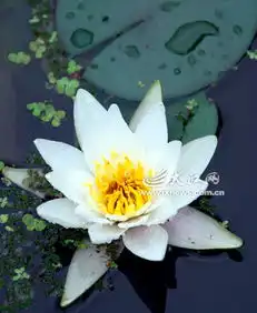 象湖湿地花卉公园荷花提前绽放