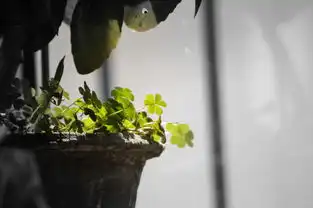 背靠大树寄人篱下