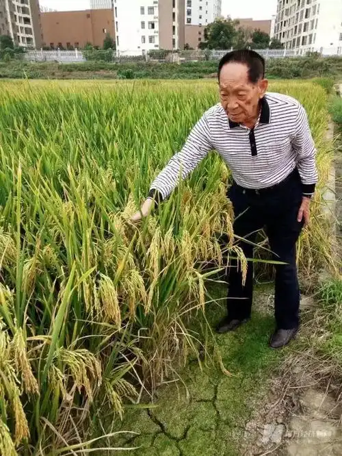 最闪亮的明星,您驻守在五月的稻田里