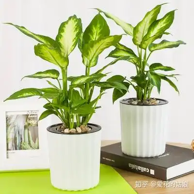 西安办公区绿植租赁的常用植物万年青的养殖方法和注意事项