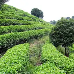 2019阳朔茶观园景区门票,阳朔阳朔茶观园景区游玩攻略,阳朔茶观园景区游览攻略路线地址门票价格
