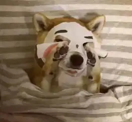 狗狗睡前敷面膜,萌哭你