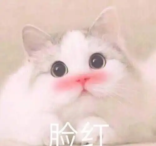 称职铲屎官都应该了解的10条猫咪冷知识