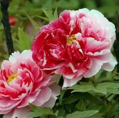 洛阳牡丹