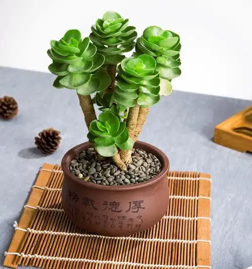 12种有旺财寓意的花,吉祥又大气,好养又漂亮,适合养家里