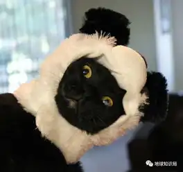 我们的熊猫是如何成为国宝的靠卖萌吗