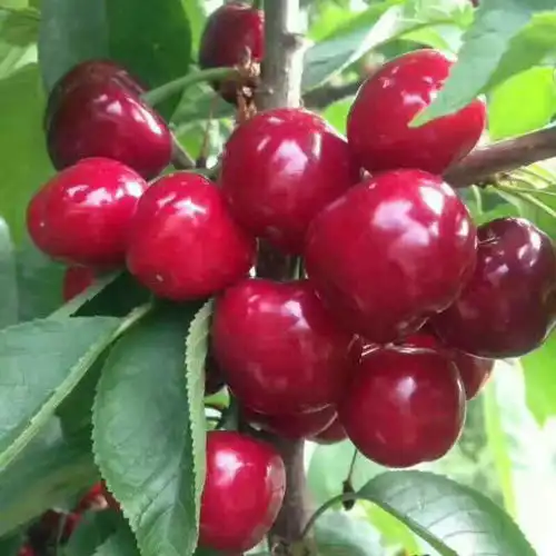 烟台樱桃有要的吗自家种的,