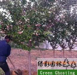 山东樱花基地日照樱花树,山东樱花基地日照樱花树生产厂家,山东樱花基地日照樱花树价格