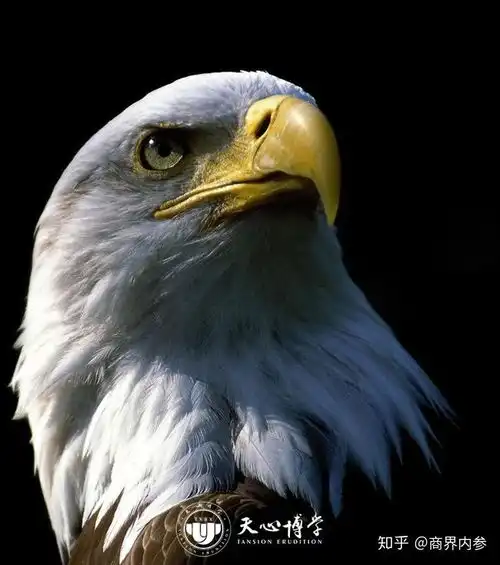 商业之道狐的智慧,狼的团队,鹰的心态