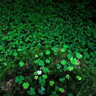 幸运四叶草图片大全吉利的四叶草微信头像唯美