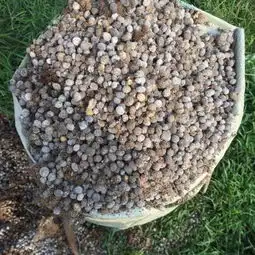 猪粪鸡粪带毒,农业生产有机肥选择需谨慎