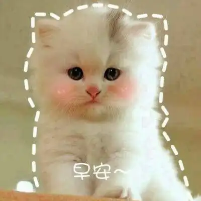 最火最搞笑的动物头像带字2018最新可爱的猫咪微信头像