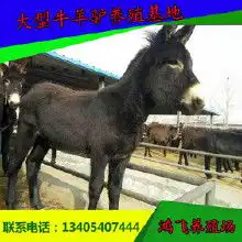 驴养殖场价格驴养殖场批发驴养殖场厂家hc360慧聪网