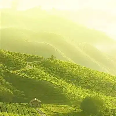 测试一个超长简介的文章