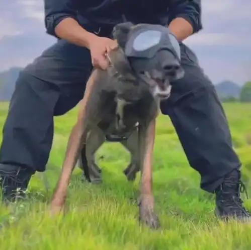 警犬听不懂中文,只能用德语训练得知其身份网友笑喷