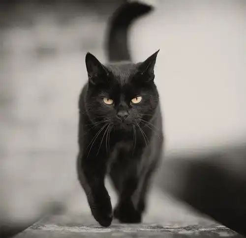 我变成了一只猫
