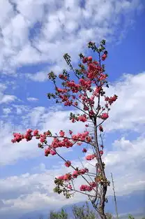 一个人的大理