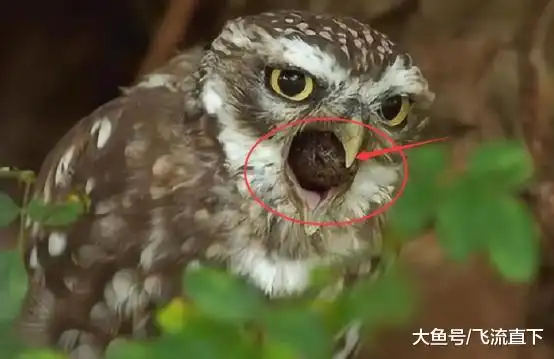 猫头鹰临死前都会吐出一个毛球,这是什么东西看看专家咋解释的
