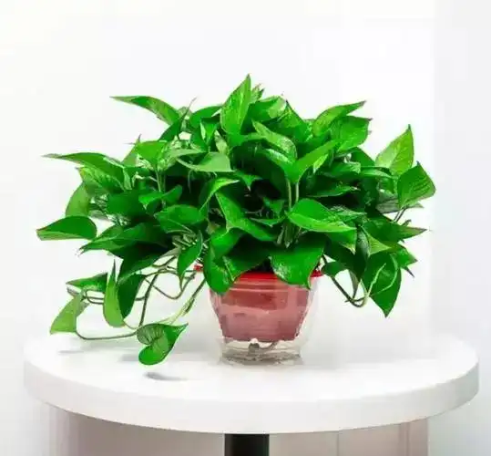 不管客厅多大,都建议养上这4盆花,不是迷信,省心又好养活绿植绿萝幸福龟背竹网易订阅